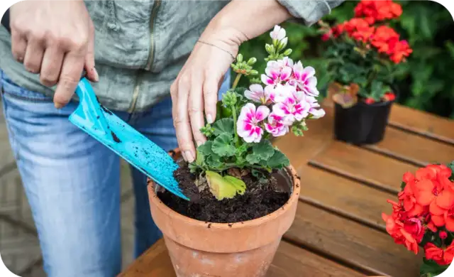 Czy pelargonie można sadzić do gruntu? Oto, co musisz wiedzieć