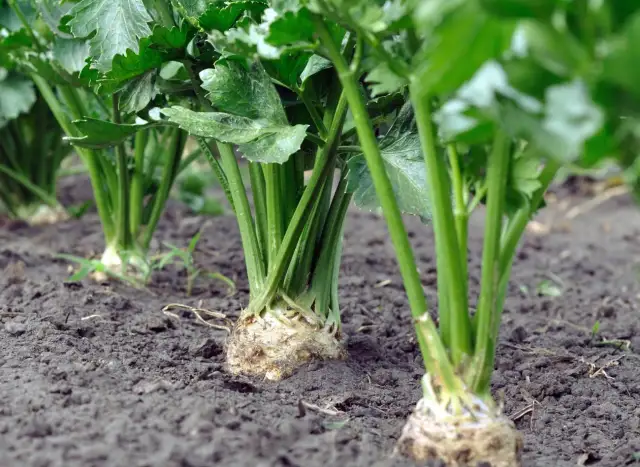 Jak siać selera - proste błędy, których musisz unikać przy siewie