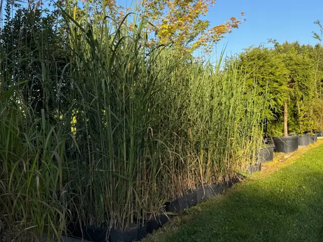 Jak prawidłowo sadzić miskanta olbrzymiego na żywopłot – uniknij błędów i ciesz się efektem