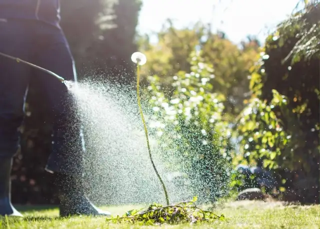 Jaki nawóz do trawnika zachwaszczonego, aby szybko zwalczyć chwasty?