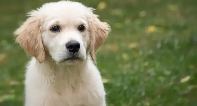Ile karmy dla golden retrievera? Odpowiednie dawki na każdy wiek
