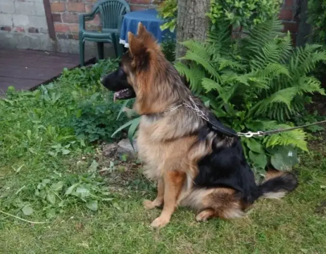 Ile trwa ciąża u psa owczarka niemieckiego - co musisz wiedzieć