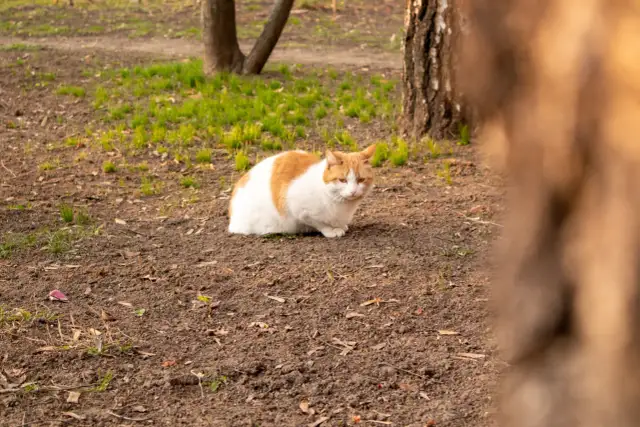 Jak oswoić dzikiego kotka? Przewodnik krok po kroku do nowego życia