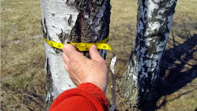 Na jakiej wysokości mierzyć drzewo do wycinki, aby uniknąć problemów?