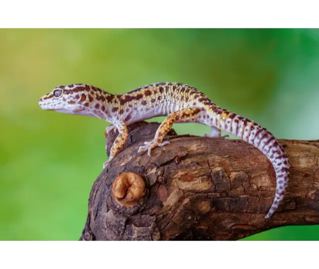 Gekon lamparci jak hodować: kluczowe wskazówki dla początkujących