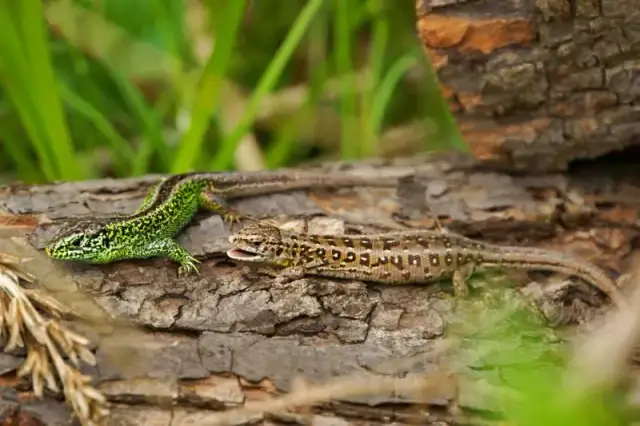 Jak złapać jaszczurkę zwinkę bez szkody dla jej życia i środowiska