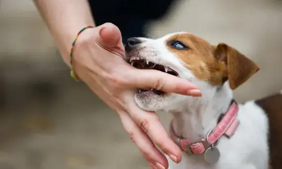 Jak wytresować psa żeby nie gryzł - skuteczne metody i porady