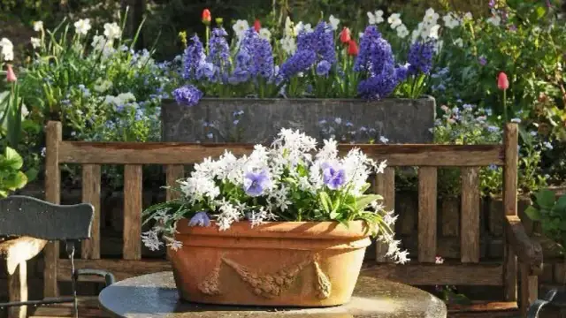 Kwiaty na taras: wybierz idealne gatunki i stwórz piękny ogród