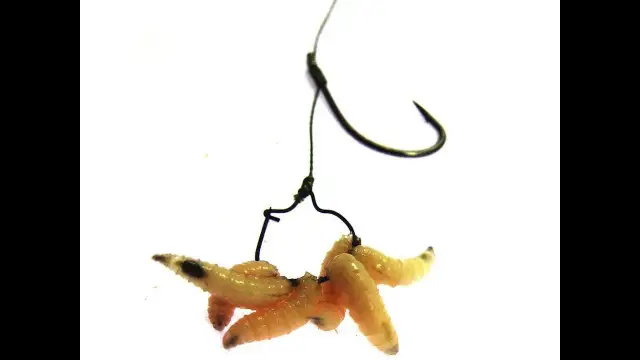 Jak zakładać białego robaka na haczyk? Skuteczne metody i porady