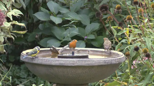 Poidełko dla ptaków: Jak pomóc im bezpiecznie przetrwać upały?
