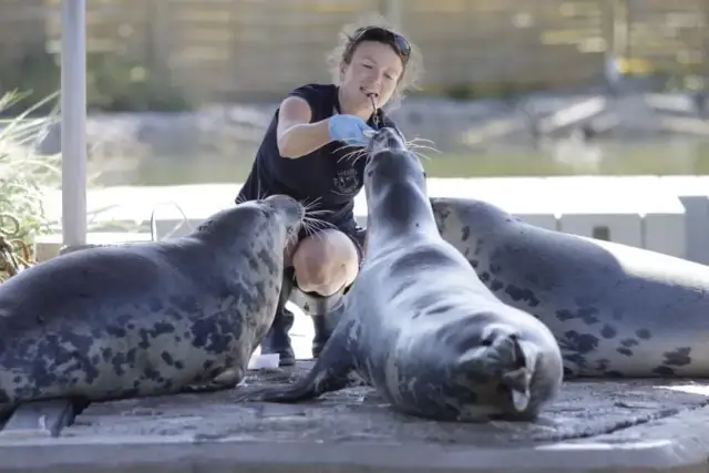 Fokarium Hel – dlaczego nie możesz wprowadzić psa do środka?