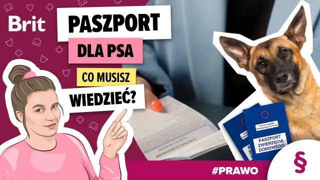 Paszport dla psa: od ręki, ale na podróż czekasz 21 dni!