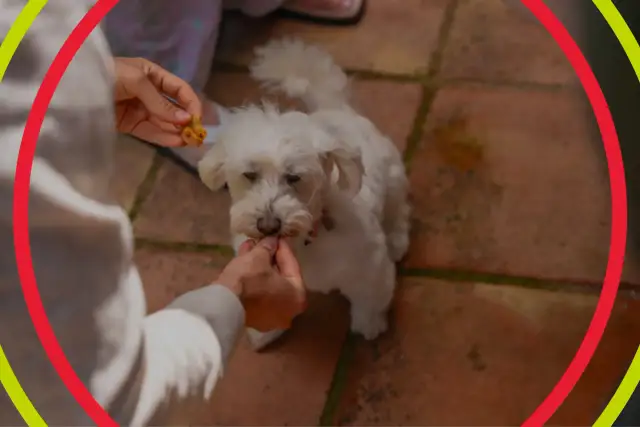 Do kiedy karma junior dla psa? Klucz do zdrowego rozwoju!