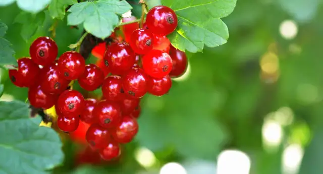 Kiedy jest sezon na porzeczki i jak nie przegapić zbiorów?