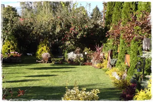 Twój sad marzeń: jak rozplanować drzewa owocowe krok po kroku?