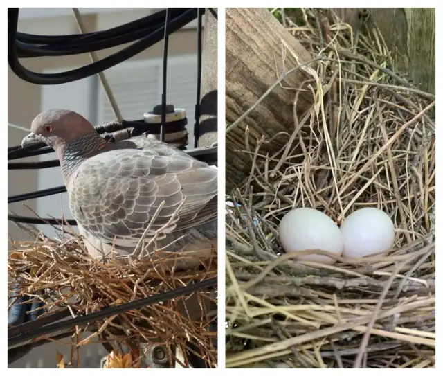 Gniazdo gołębi na balkonie? Usuń je legalnie i skutecznie!