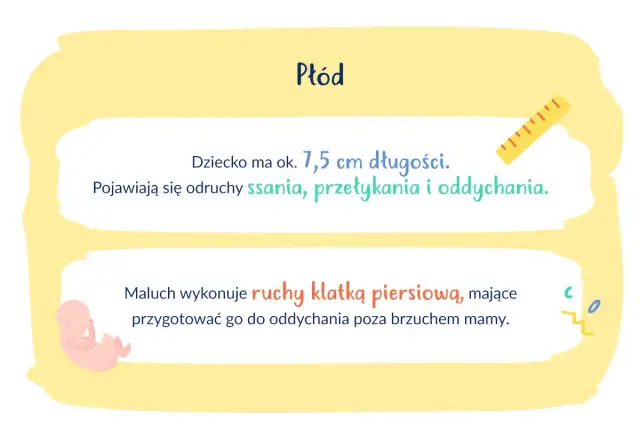 Ilustracja płodu, linijka i tekst o rozwoju dziecka w 13. tygodniu ciąży.