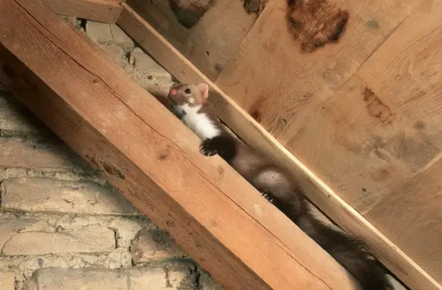 Skuteczne sposoby na pozbycie się kuny z dachu bez szkody dla zwierząt