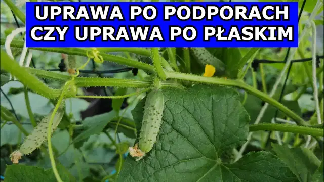 Jak uprawiać ogórki na podporach i uniknąć najczęstszych błędów
