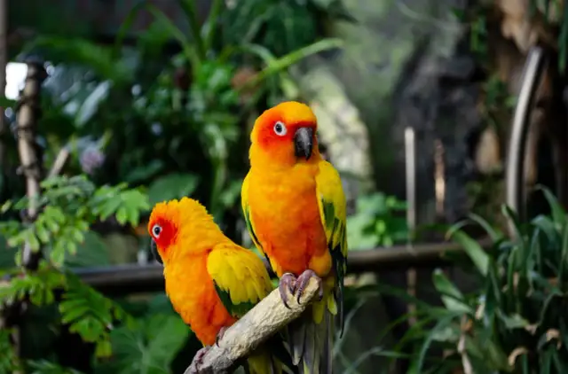 Tukan czy papuga? Poznaj kluczowe różnice i nie myl ich więcej!