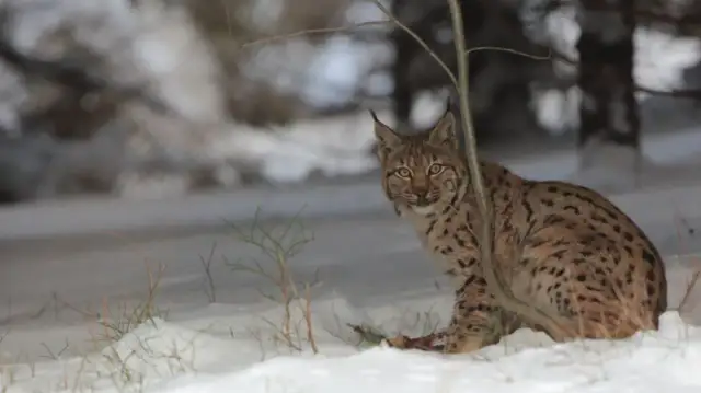 Dlaczego ryś jest symbolem Bieszczadzkiego Parku Narodowego? Oto powody