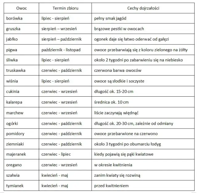 Kiedy buraki smakują najlepiej? Pełny kalendarz zbiorów w PL