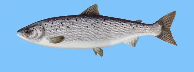 Czy łosoś występuje w Bałtyku? Fakty o zagrożonej populacji