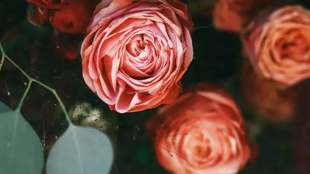 Delikatne, łososiowe róże, których 12 róż znaczenie symbolizuje wdzięczność i podziw. W tle ciemna zieleń i inne kwiaty.