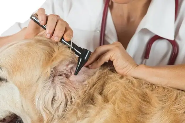 Aparaty słuchowe dla psów: ceny, opcje i jak wybrać odpowiedni model