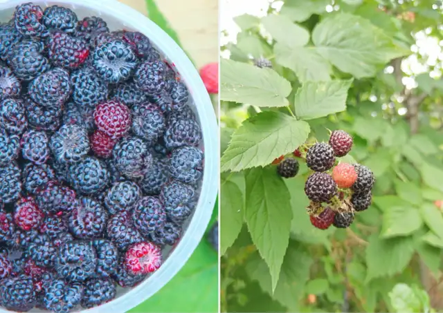 Jak przycinać maliny, aby uzyskać obfite plony i uniknąć błędów