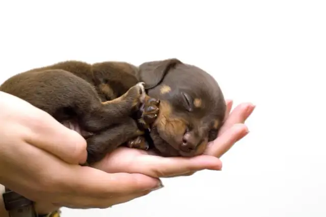 Ile karmy dla szczeniaka? Ekspert radzi: Zdrowy rozwój krok po kroku