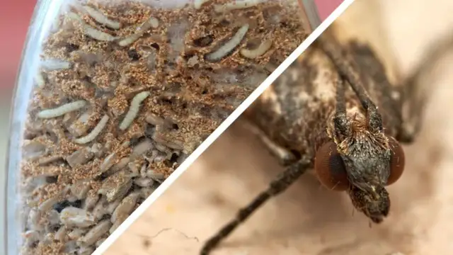 Jak rozmnażają się mole spożywcze i jak ich unikać w kuchni