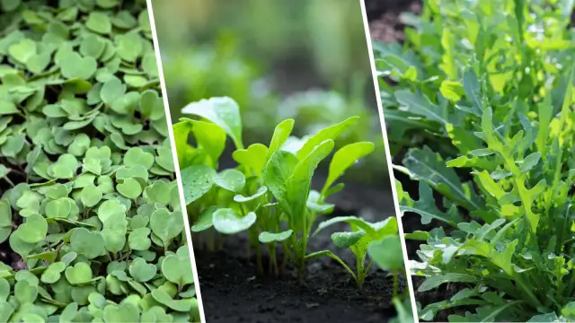 Rukola zimą w gruncie? Tak! Sprawdź, jak mieć wczesne zbiory