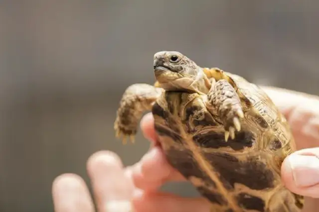 Czy żółwie gryzą? Ekspert radzi, jak unikać i co robić po ugryzieniu