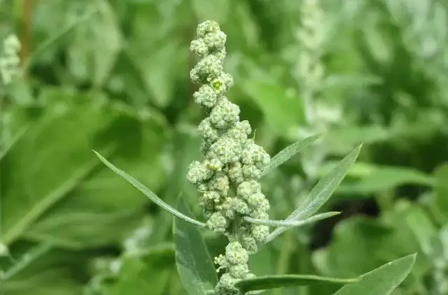 Chwasty z białymi kwiatami: identyfikacja, zwalczanie i zaskakujące zastosowania