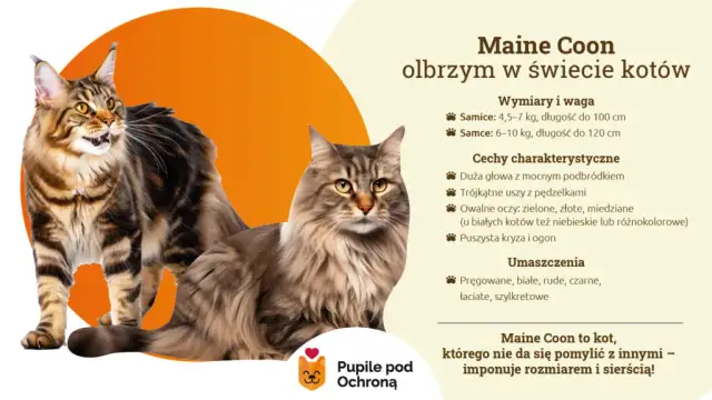 Maine Coon: Włosy czy sierść? Poznaj różnice i pielęgnację