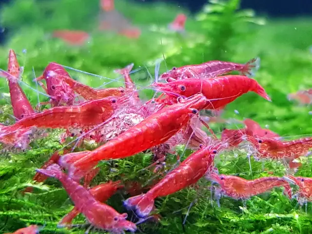 Grupka czerwonych krewetek red cherry, widać ich rozmnażanie.