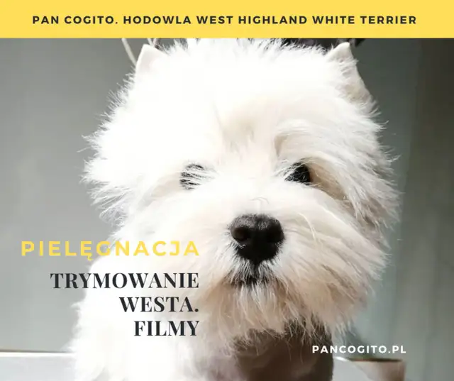 Westie: Czy linieje? Odkryj sekrety trymowania i czystego domu