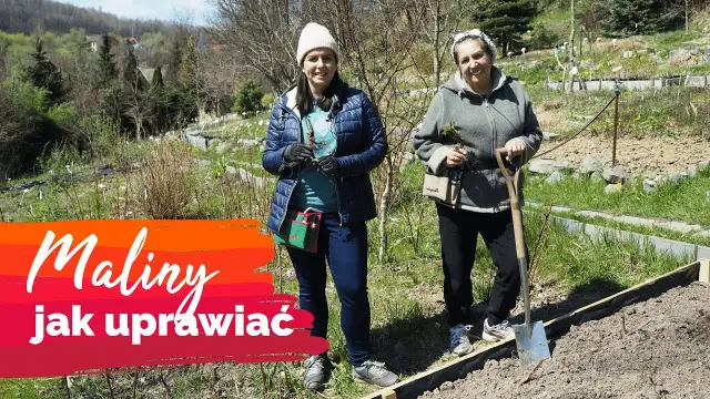 Jak uprawiać maliny - skuteczne metody, które przyniosą plony