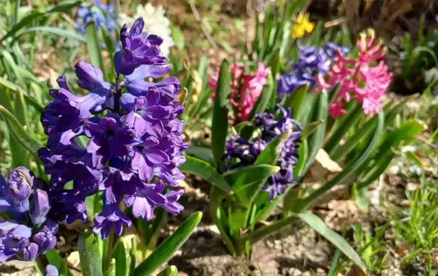 Jak kwitnie hiacynt – sprawdź, jak zadbać o jego piękne kwiaty