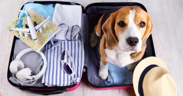 Ile kosztuje paszport dla psa? Sprawdź, co musisz wiedzieć!