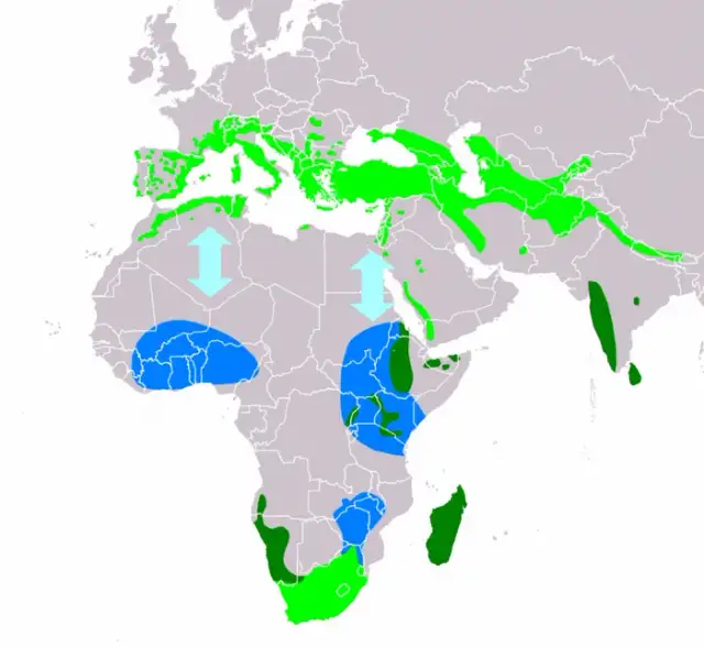 Gdzie zimują jerzyki: poznaj niezwykłe miejsca odpoczynku tych ptaków