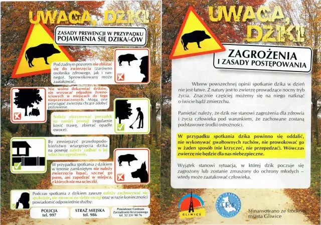 Dziki na osiedlu: Co robić? Bezpieczne zasady i numery alarmowe