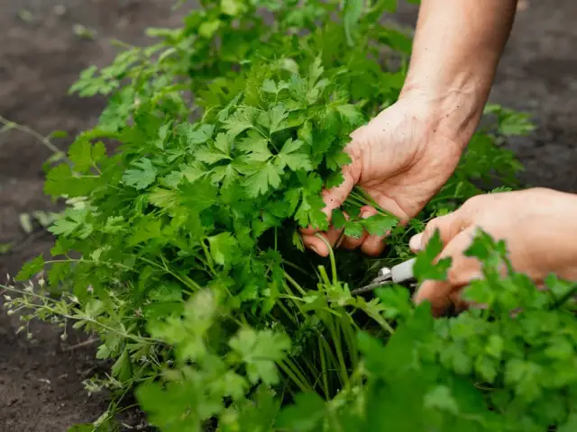 Dłonie zbierające świeżą pietruszkę z grządki za pomocą nożyczek.