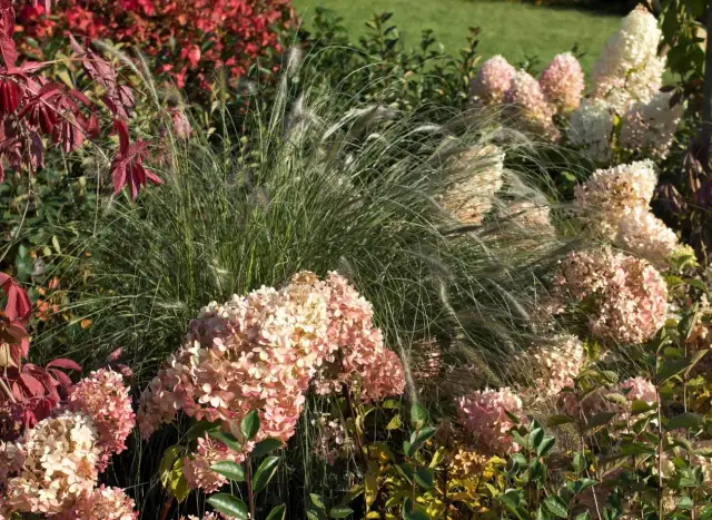 Z czym sadzić hortensje, aby stworzyć piękne kompozycje ogrodowe?