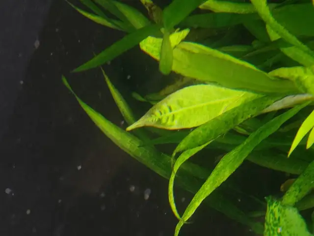 Kiedy podawać potas do akwarium, aby uniknąć problemów z roślinami