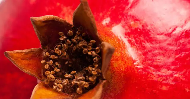 Kiedy jest sezon na granaty? Sprawdź najlepszy czas na smakowite owoce