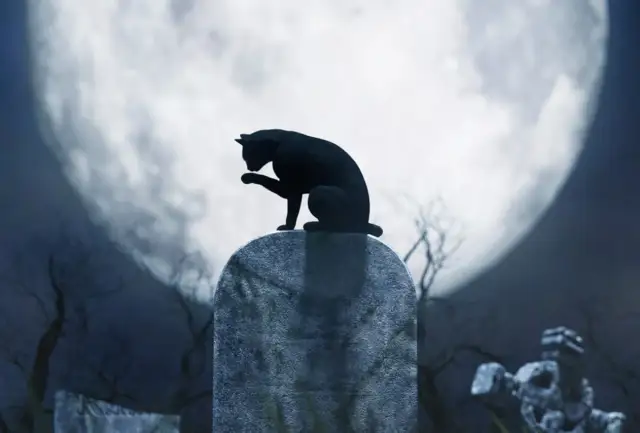 Qué significa soñar con gatos negros y sus sorprendentes interpretaciones