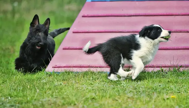 Border collie szczeniak: wymiana sierści kiedy i jak pomóc?