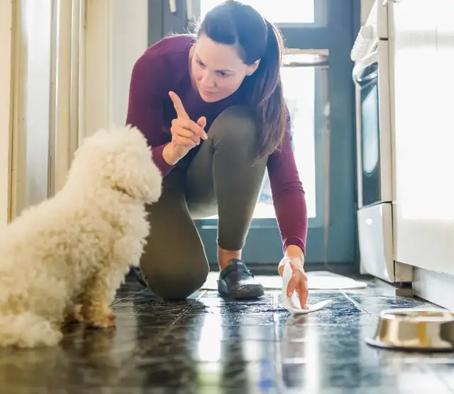 Jak nauczyć psa sikać do kuwety w prosty sposób i bez frustracji